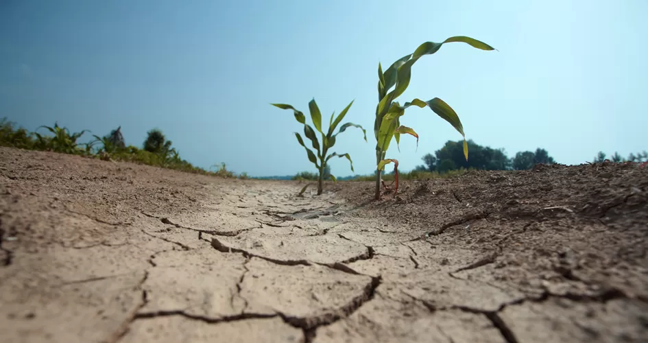 Imagen de Gobierno aprueba asistencia a productores de varios departamentos,, afectados por la sequía